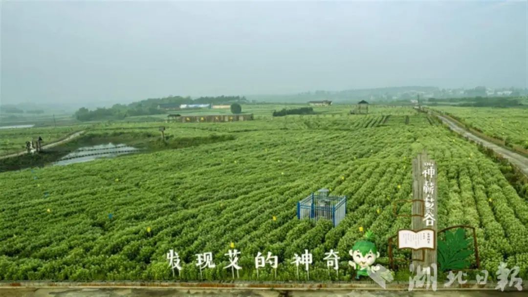 蕲艾基地。